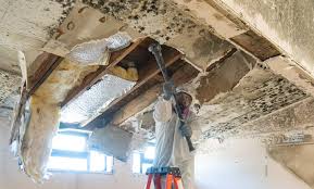 Why You Should Choose Our Mold Remediation Services in Madison, WV